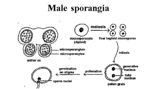 Male Sporangia